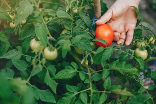 10 Plantas que são as melhores companheiras para cebolas no Jardim