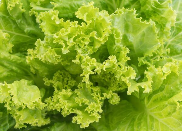 10 Plantas que são as melhores companheiras para cebolas no Jardim