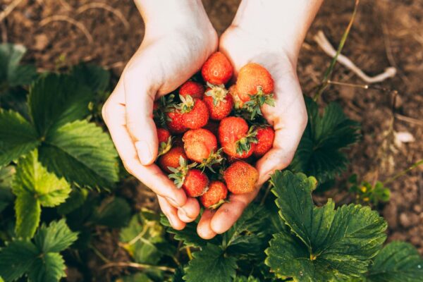 10 Plantas que são as melhores companheiras para cebolas no Jardim