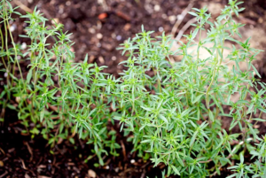 10 Plantas que são as melhores companheiras para cebolas no Jardim