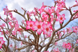 Como Cultivar Rosas do Deserto em 2025: Guia Completo para um Jardim Exótico