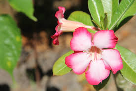 Como Cultivar Rosas do Deserto em 2025: Guia Completo para um Jardim Exótico