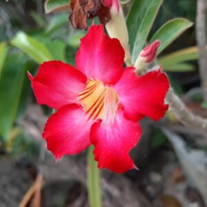 Como Cultivar Rosas do Deserto em 2025: Guia Completo para um Jardim Exótico