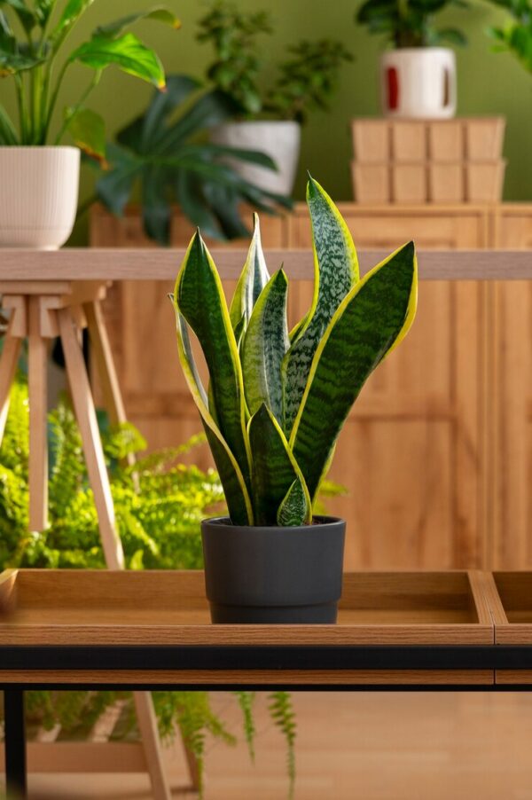 As Tendências de Decoração Mais Buscadas no Pinterest: O Que Está Bombando no Mundo do Design