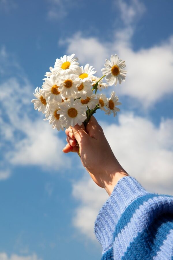 Margaridas: As Flores que Roubam a Cena (e Como Escolher as Mais Lindas para Você)