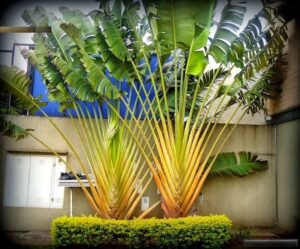 Bananeira Ornamental em Vaso: O Guia Completo Para Um Cantinho Tropical em Casa