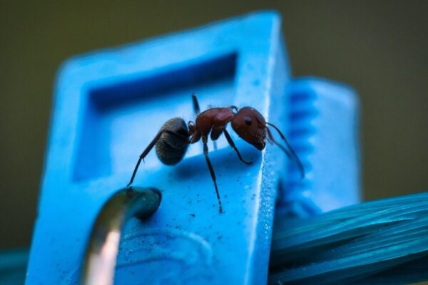 Como Eliminar Formigas em Casa: 10 Métodos Comprovados (Sem Veneno!) 🐜