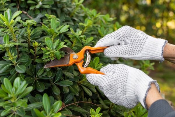 Sim, Você Deve Fazer a Limpeza de Primavera nas Plantas de Casa – Aprenda em 3 Passos Simples