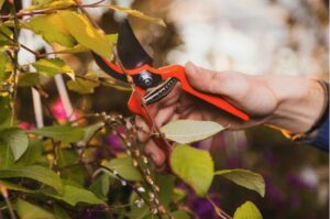 Como Remover Flores Murchas para que as Plantas Floresçam por Mais Tempo