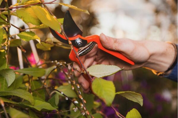 Como Remover Flores Murchas para que as Plantas Floresçam por Mais Tempo