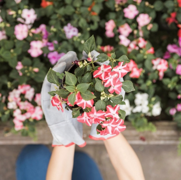 Como Remover Flores Murchas para que as Plantas Floresçam por Mais Tempo