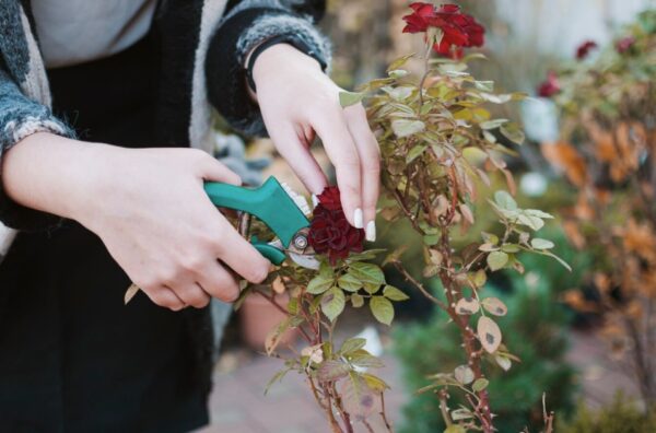 Como Remover Flores Murchas para que as Plantas Floresçam por Mais Tempo