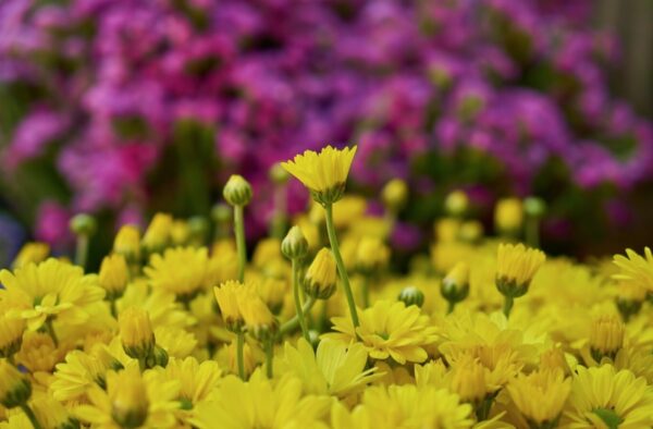 Como Remover Flores Murchas para que as Plantas Floresçam por Mais Tempo