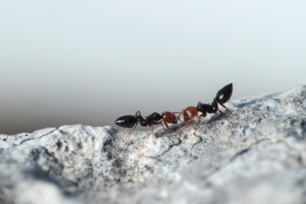 Como Eliminar Formigas em Casa: 10 Métodos Comprovados (Sem Veneno!) 🐜