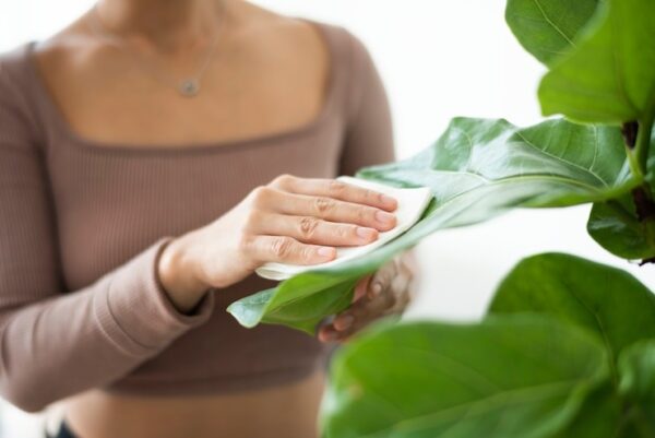 Sim, Você Deve Fazer a Limpeza de Primavera nas Plantas de Casa – Aprenda em 3 Passos Simples