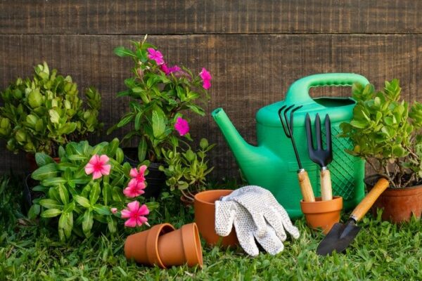 Sim, Você Deve Fazer a Limpeza de Primavera nas Plantas de Casa – Aprenda em 3 Passos Simples