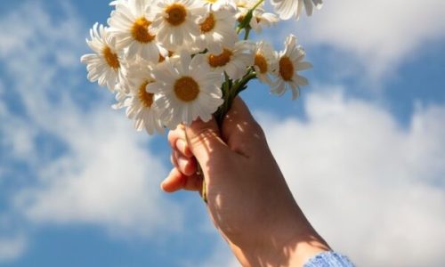Margaridas: 5 Segredos para Tê-las Lindas o Ano Todo (Mesmo Sem Jardim!)​