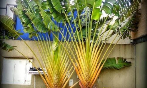 Bananeira Ornamental em Vaso: O Guia Completo Para Um Cantinho Tropical em Casa