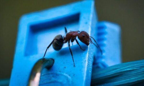 Como Eliminar Formigas em Casa: 10 Métodos Comprovados (Sem Veneno!) 🐜