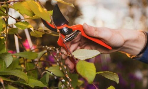 Como Remover Flores Murchas para que as Plantas Floresçam por Mais Tempo